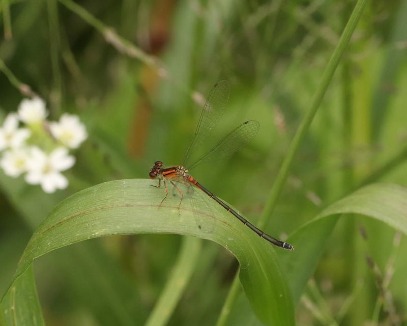 Photo of Eastern Forktail