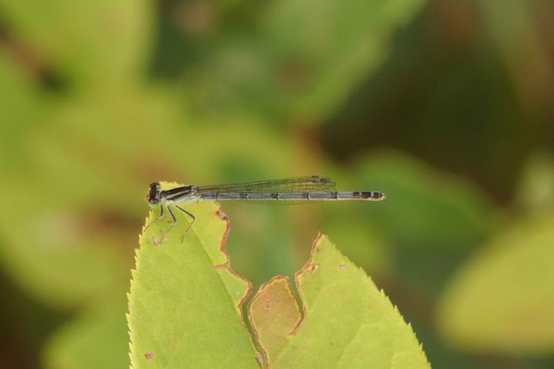 Photo of Eastern Forktail