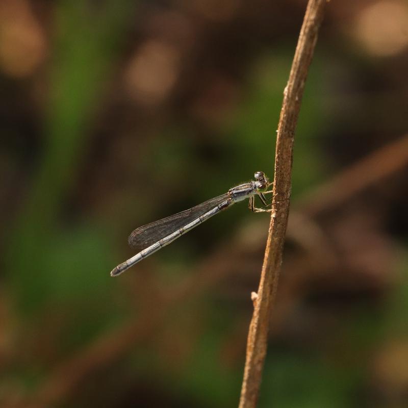 Photo of Eastern Forktail