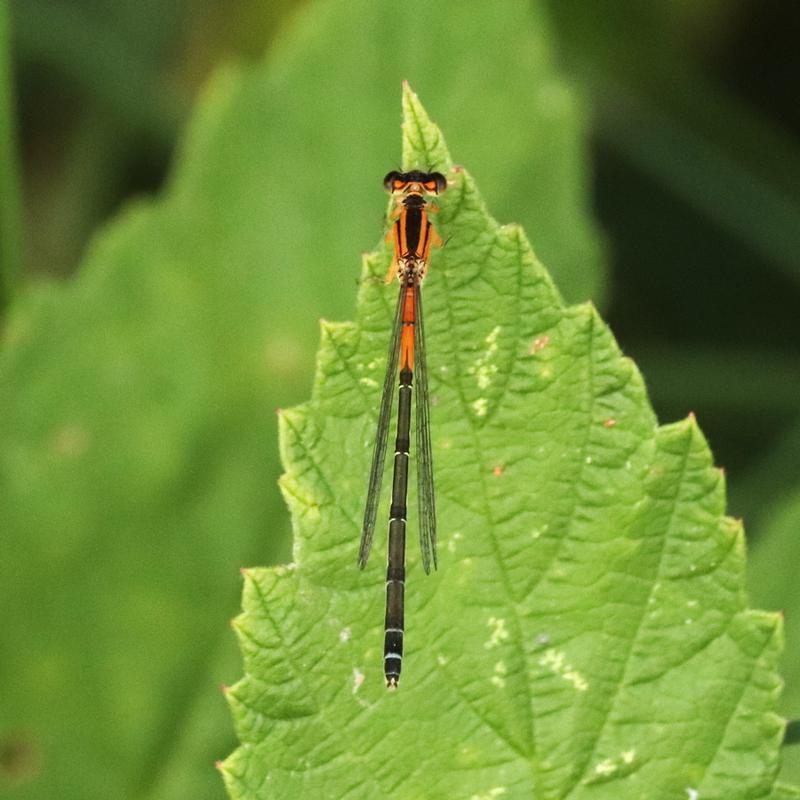 Photo of Eastern Forktail