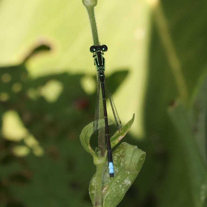 Photo of Eastern Forktail