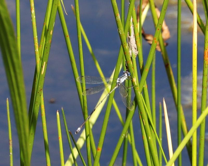 Photo of Slender Spreadwing