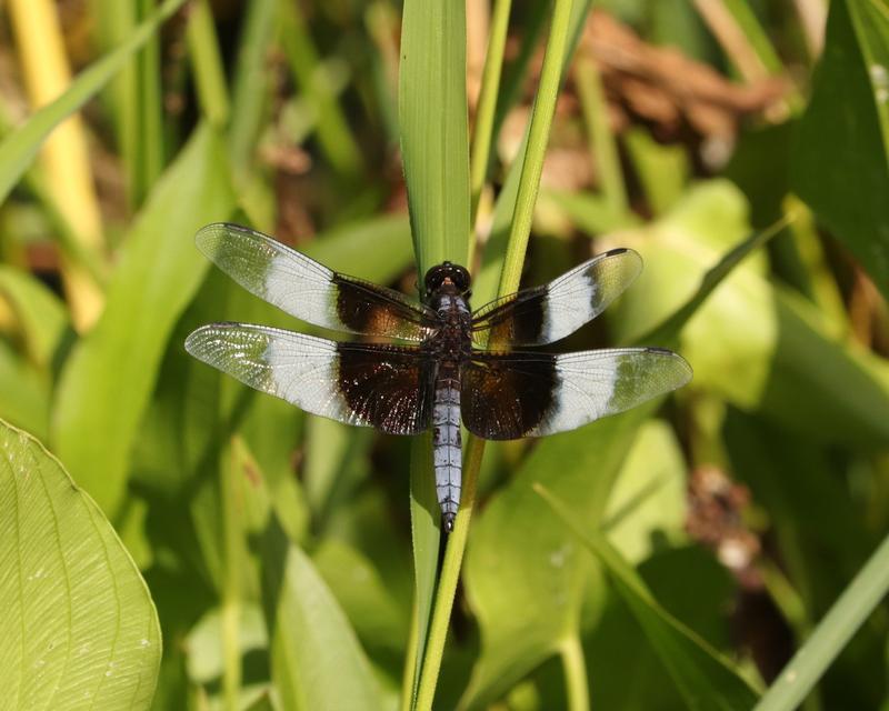 Photo of Widow Skimmer