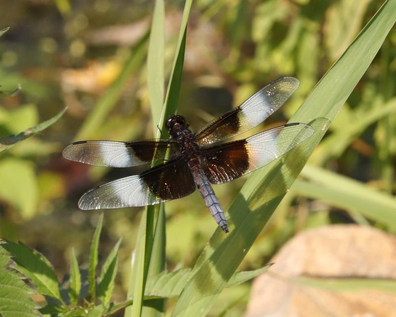 Photo of Widow Skimmer