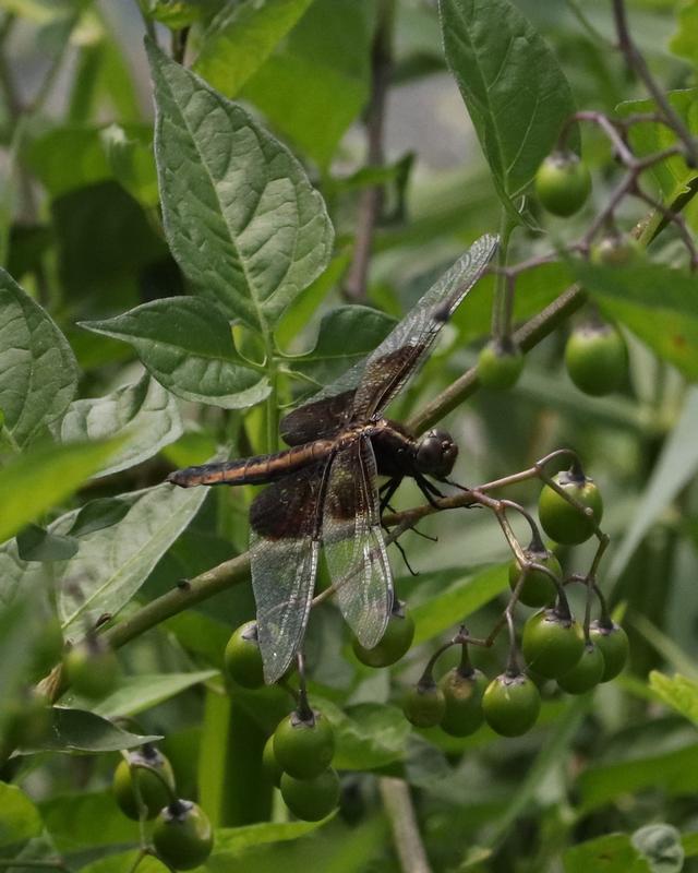 Photo of Widow Skimmer