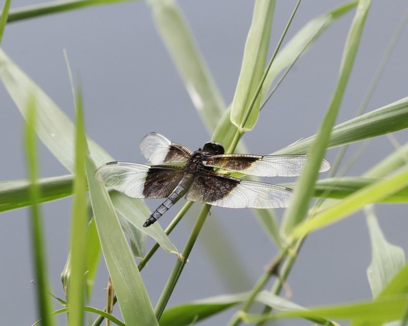 Photo of Widow Skimmer