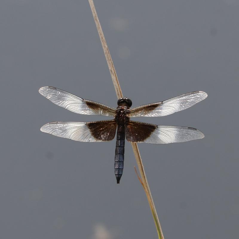 Photo of Widow Skimmer