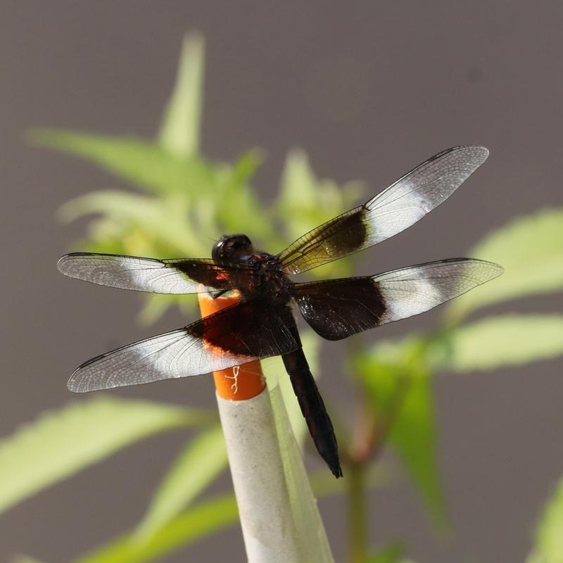 Photo of Widow Skimmer