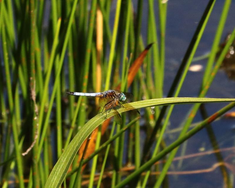 Photo of Blue Dasher