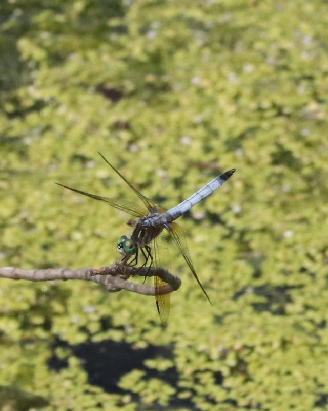 Photo of Blue Dasher