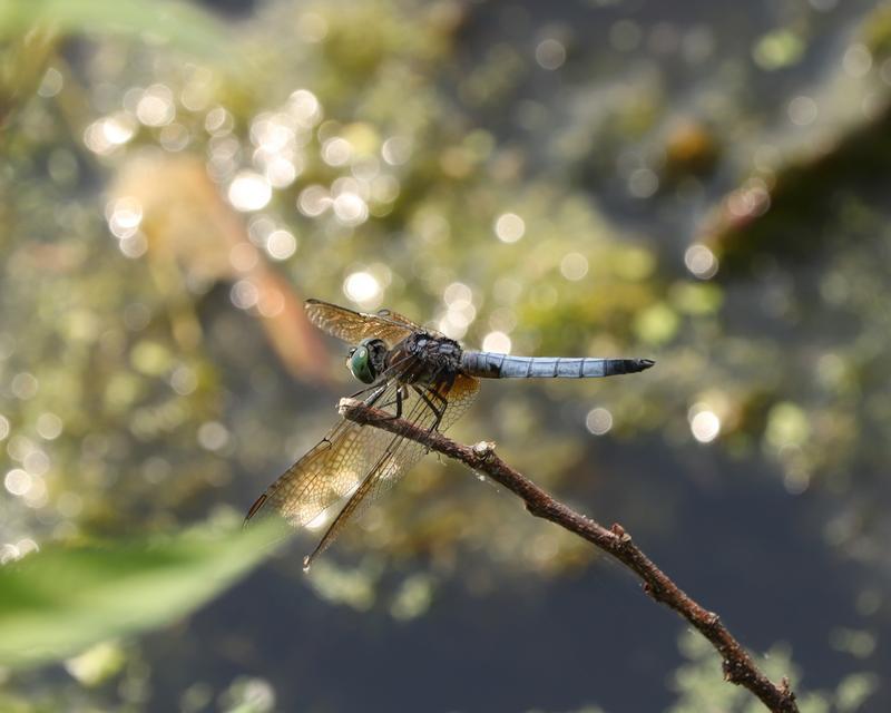 Photo of Blue Dasher