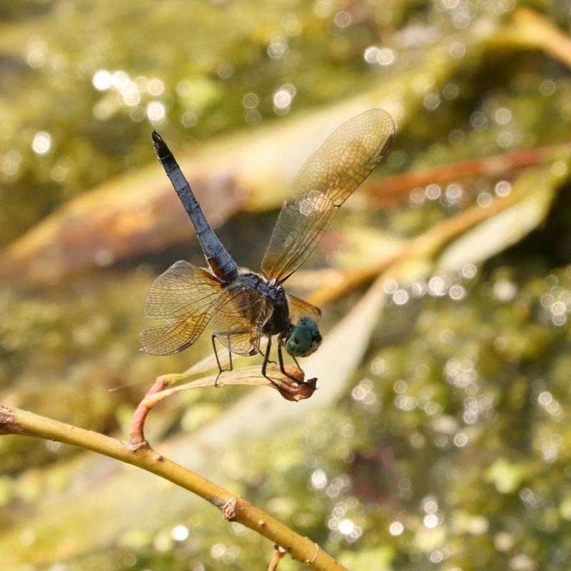 Photo of Blue Dasher