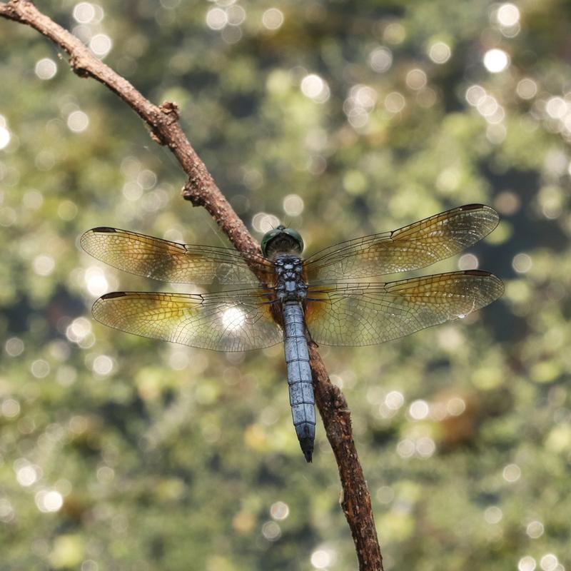 Photo of Blue Dasher