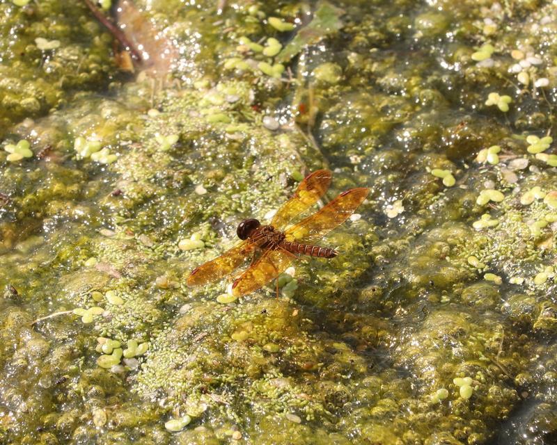 Photo of Eastern Amberwing