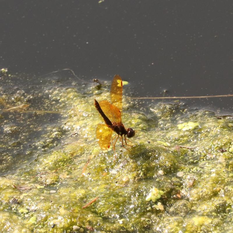 Photo of Eastern Amberwing