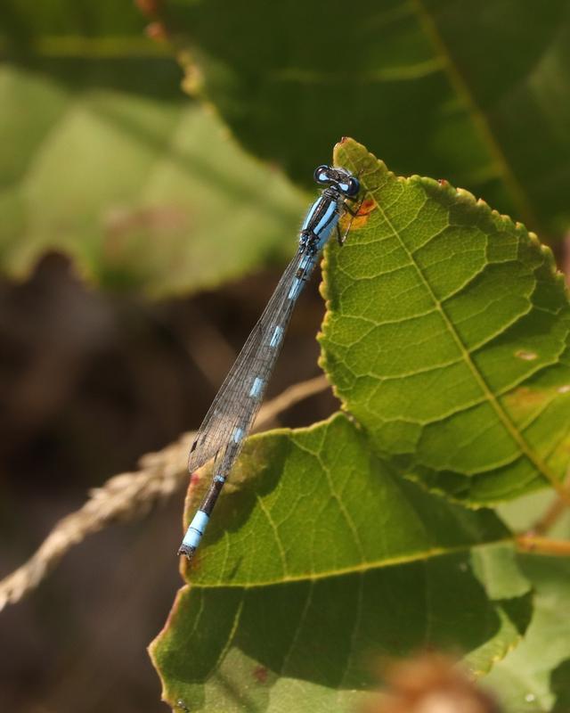 Photo of Tule Bluet