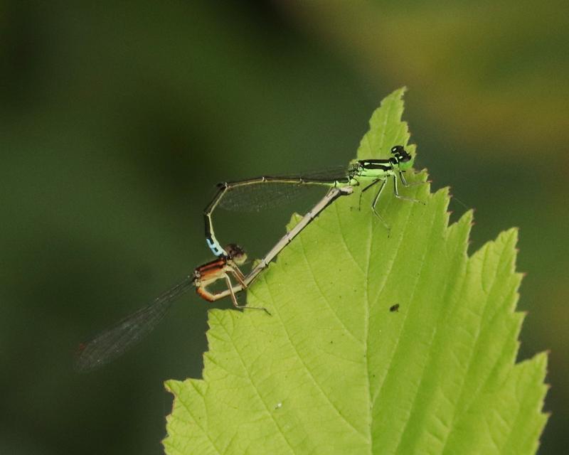 Photo of Eastern Forktail