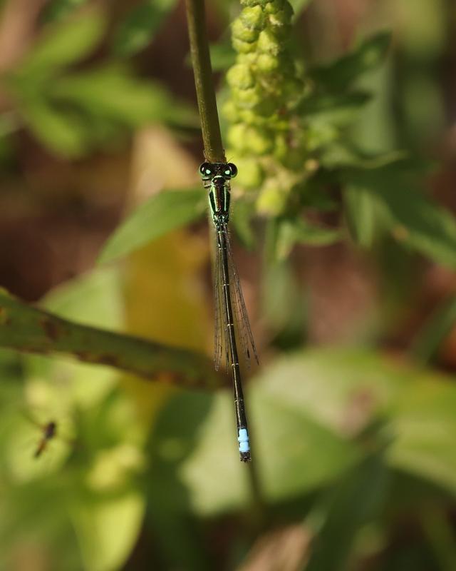 Photo of Eastern Forktail