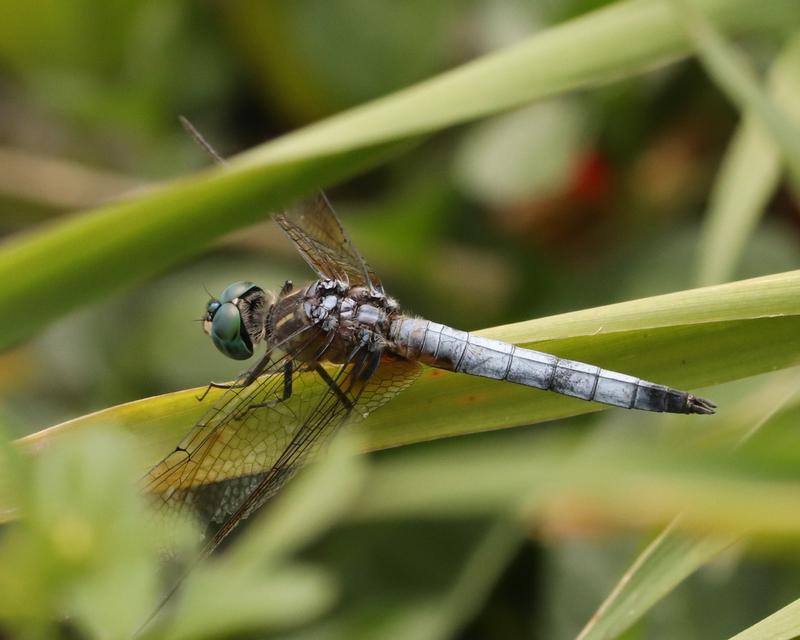 Photo of Blue Dasher