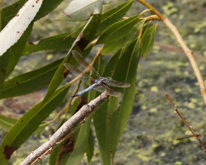 Photo of Blue Dasher