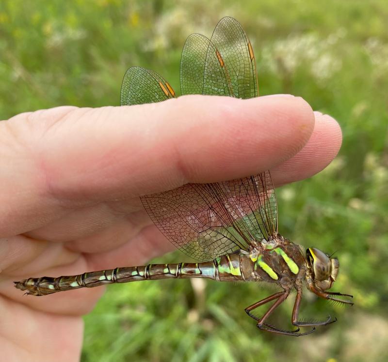 Photo of Shadow Darner