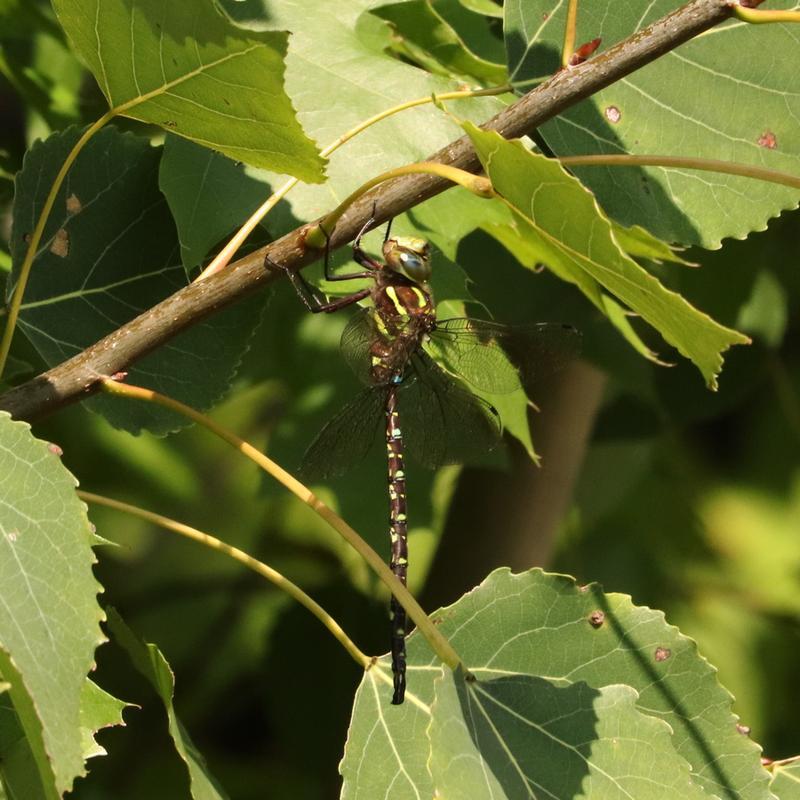 Photo of Shadow Darner