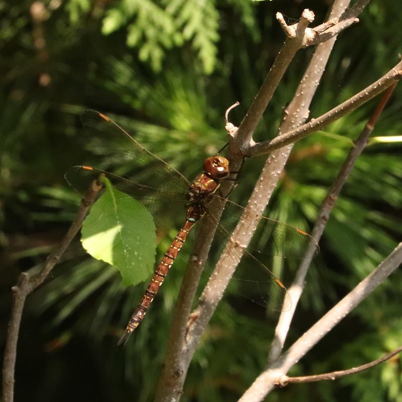 Photo of Shadow Darner