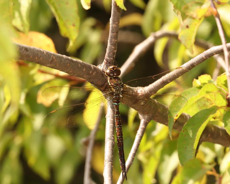 Photo of Shadow Darner