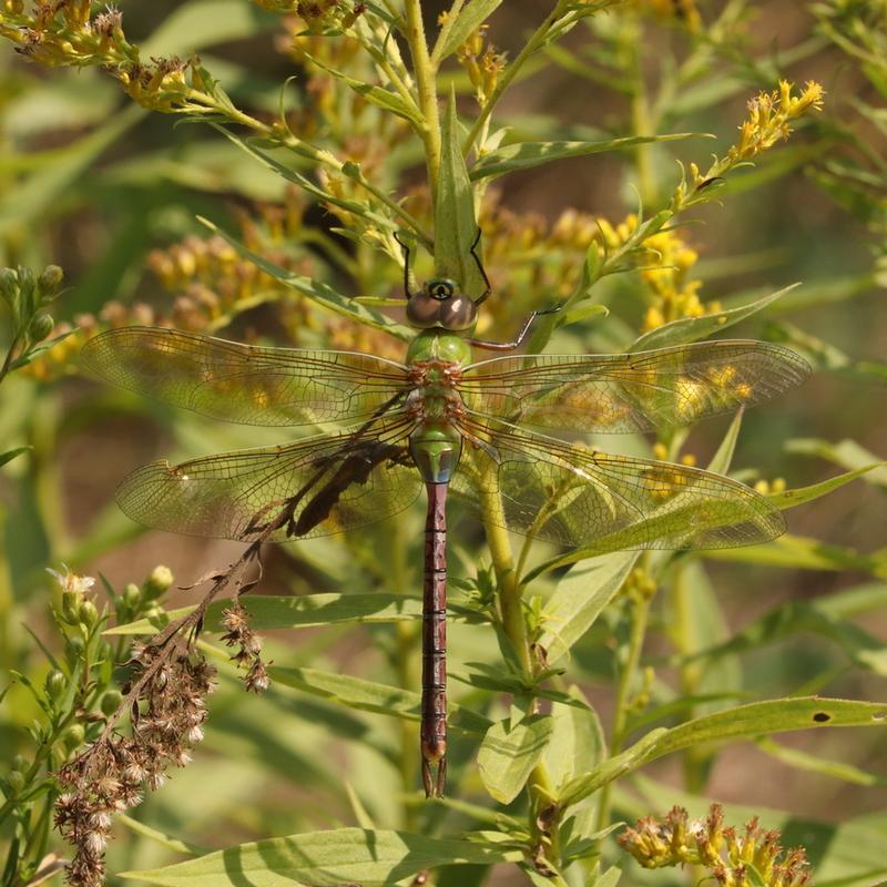 Photo of Common Green Darner