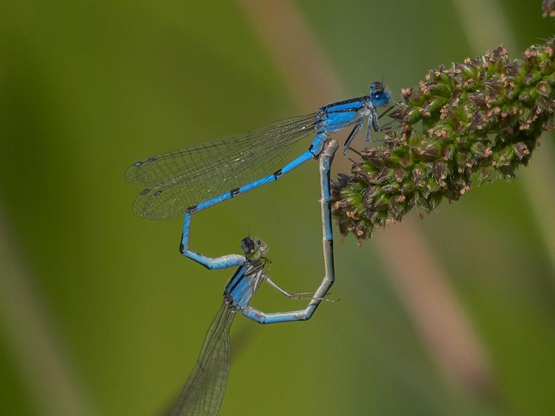 Photo of Familiar Bluet