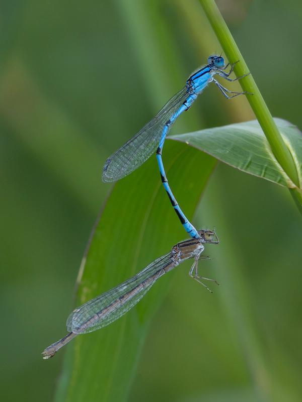 Photo of Familiar Bluet