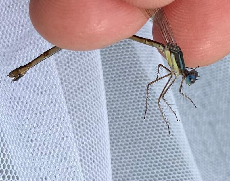 Photo of Slender Spreadwing