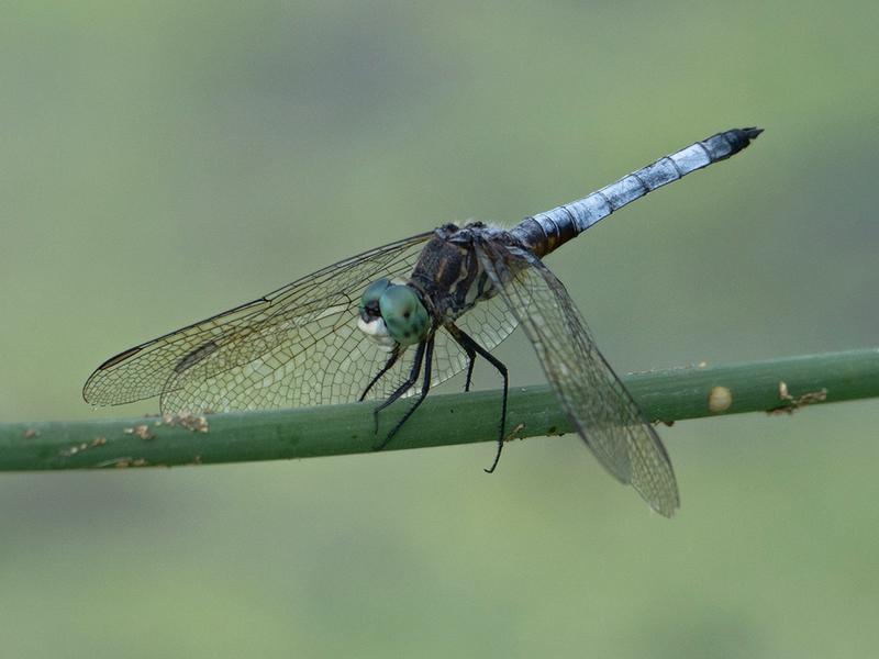 Photo of Blue Dasher