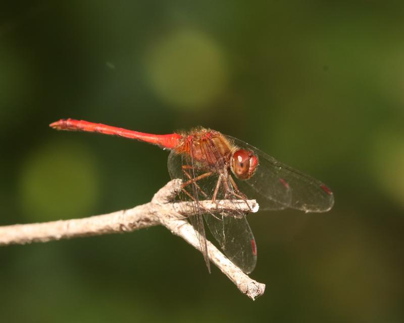 Photo of Autumn Meadowhawk