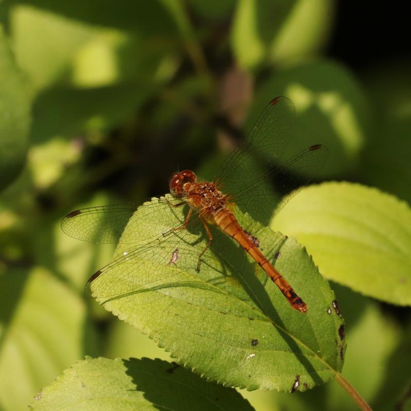Photo of Autumn Meadowhawk