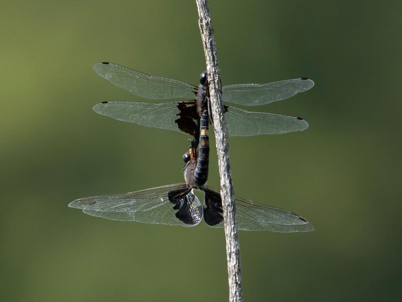 Photo of Black Saddlebags