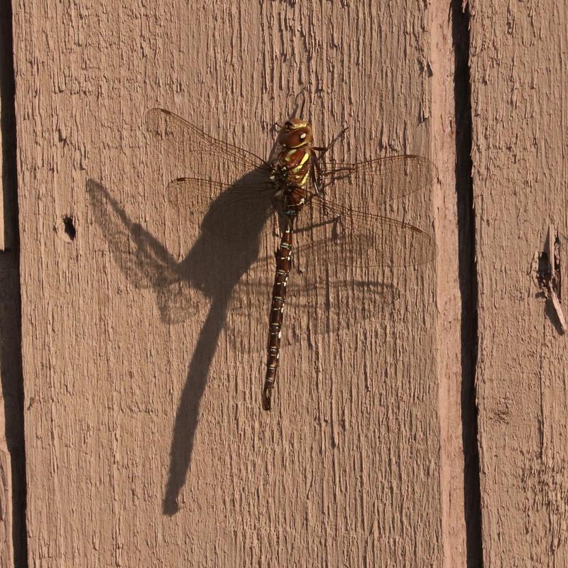 Photo of Shadow Darner