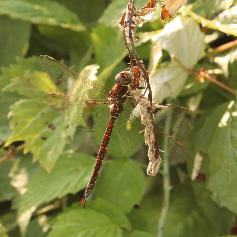 Photo of Shadow Darner