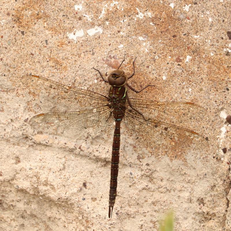 Photo of Shadow Darner