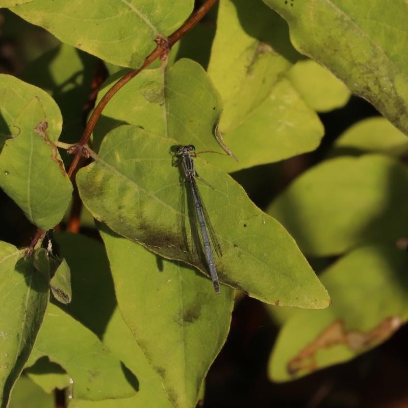 Photo of Eastern Forktail