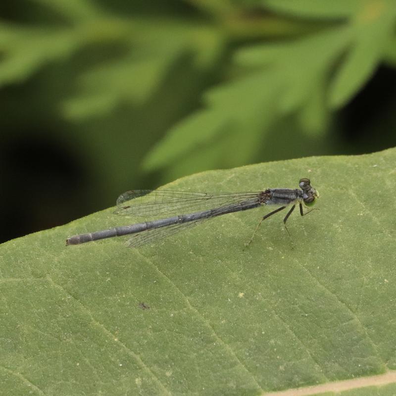 Photo of Eastern Forktail