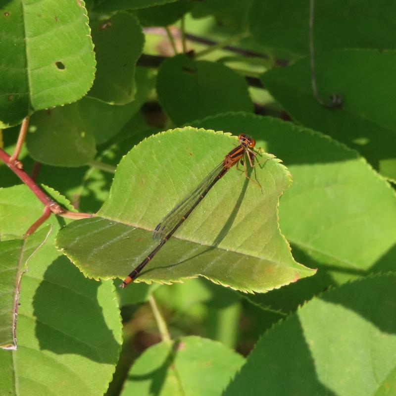 Photo of Eastern Forktail