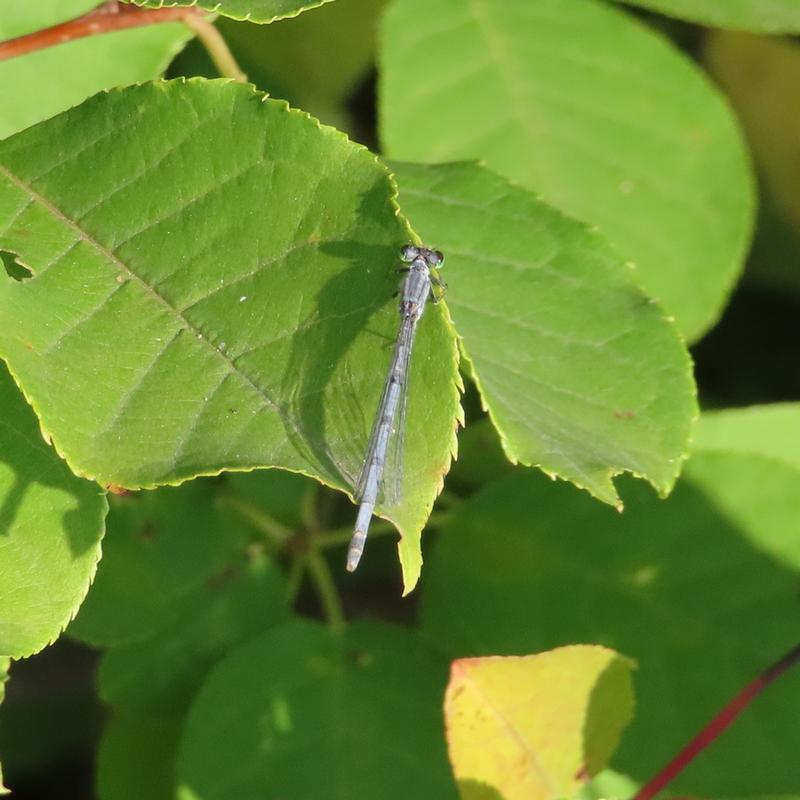 Photo of Eastern Forktail