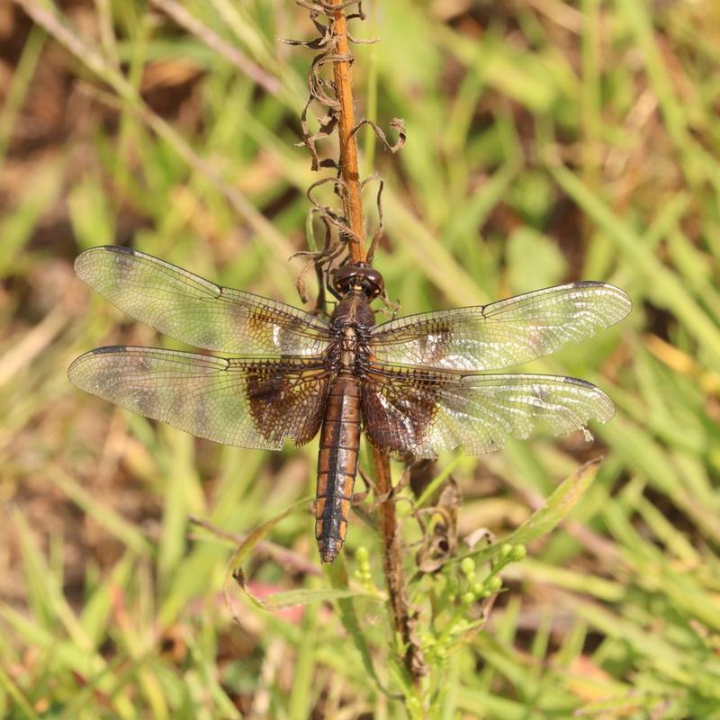 Photo of Widow Skimmer