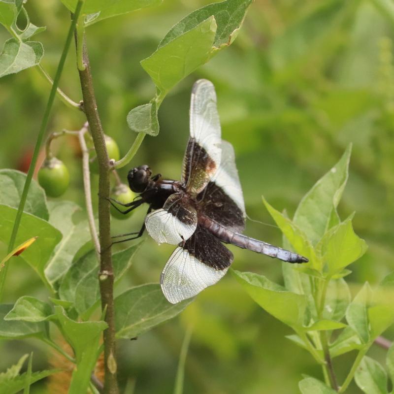 Photo of Widow Skimmer