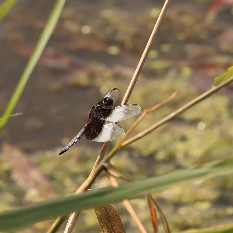 Photo of Widow Skimmer