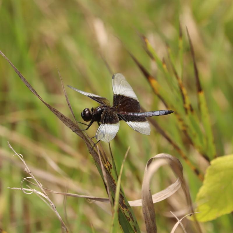 Photo of Widow Skimmer