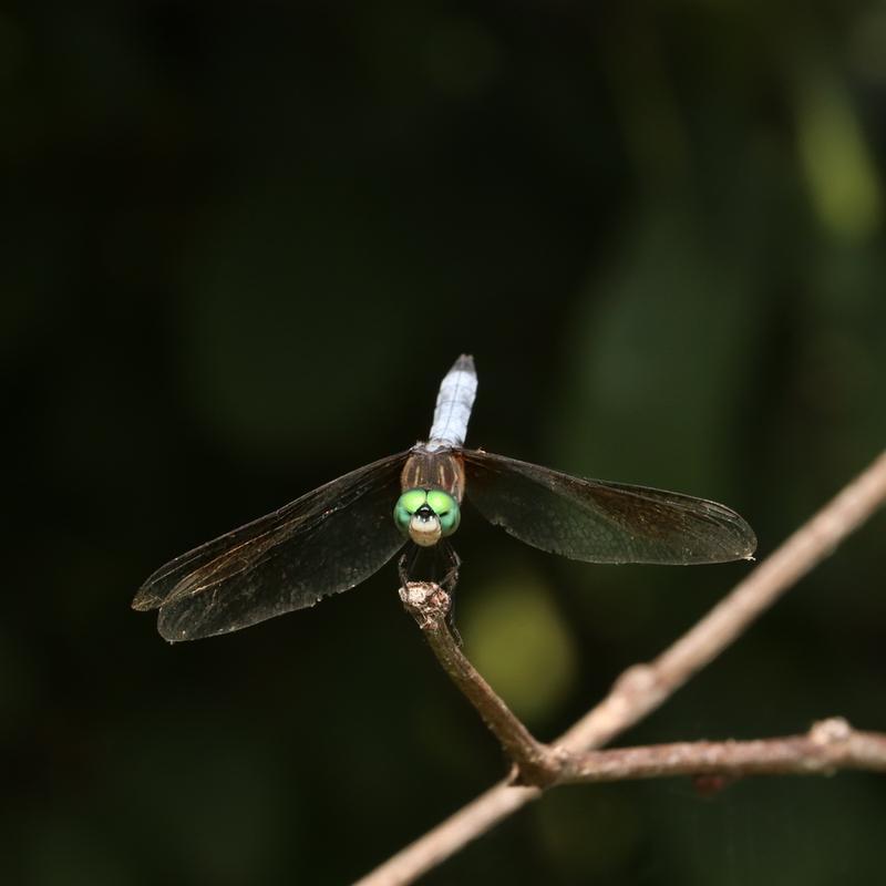 Photo of Blue Dasher