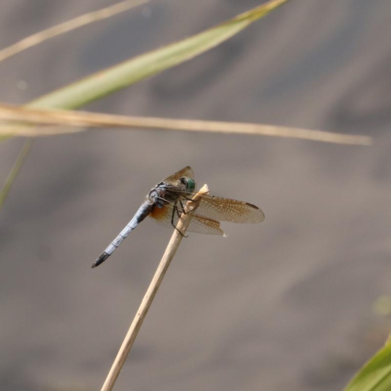 Photo of Blue Dasher