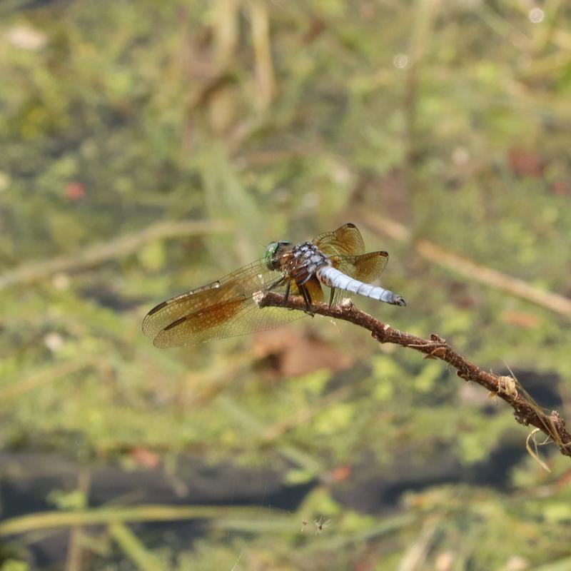 Photo of Blue Dasher